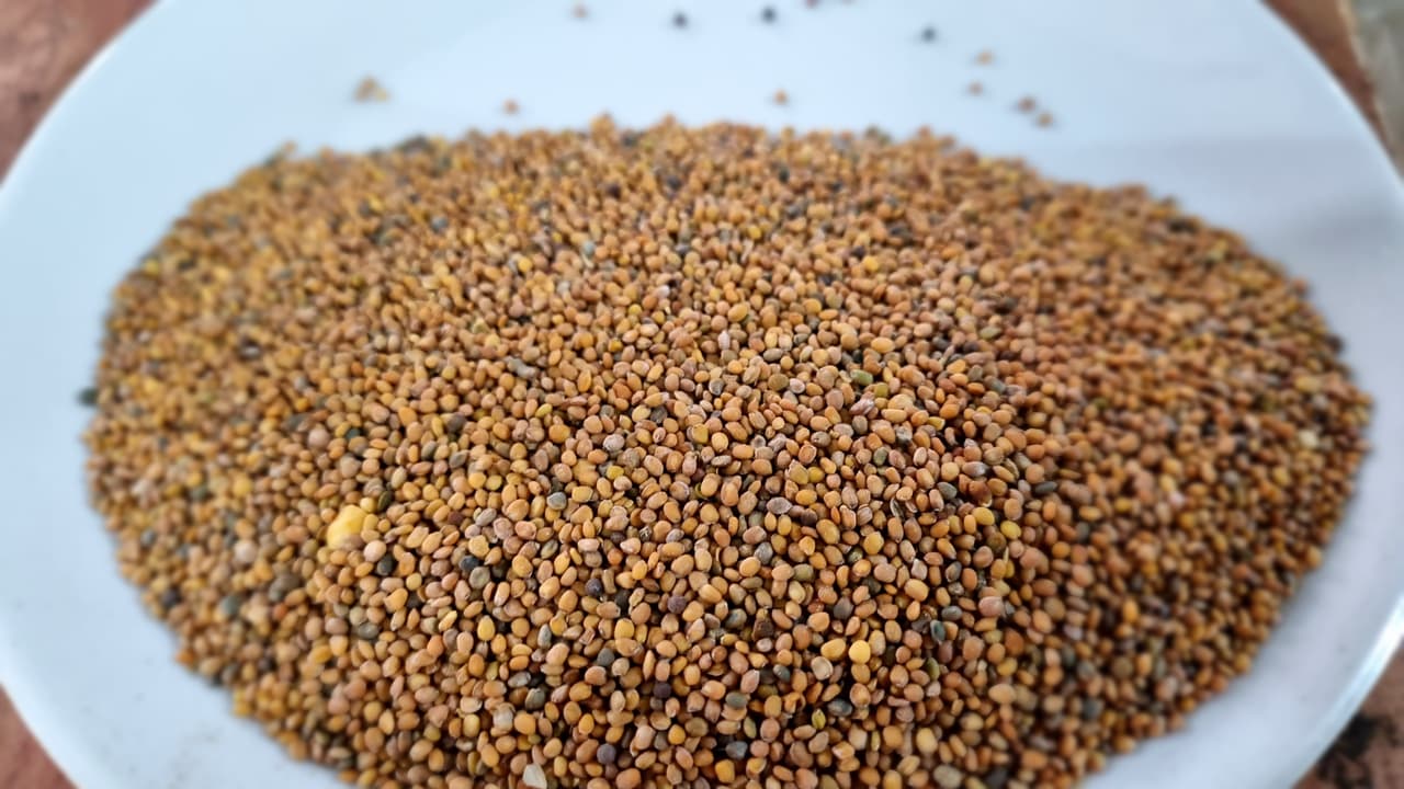 Tara Mira Seeds