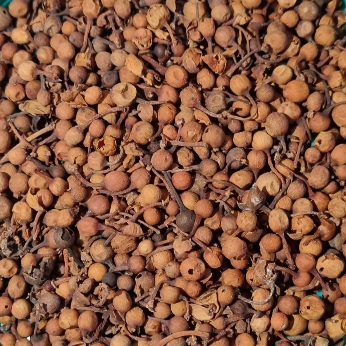 Nagkesar