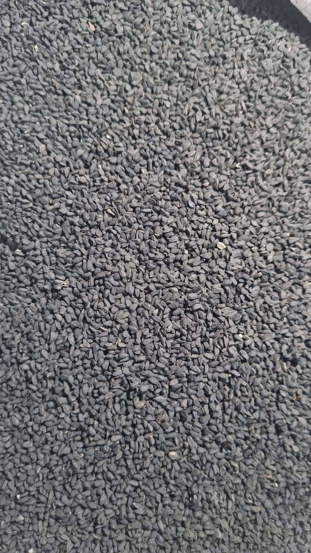 Kalonji
