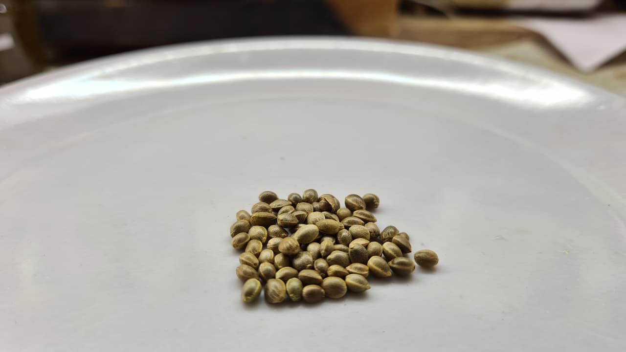 Bhaang Seed
