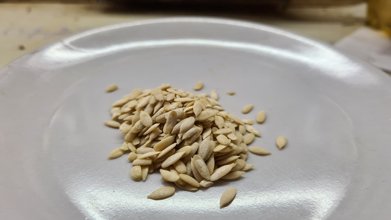 Maghz Kharbooz