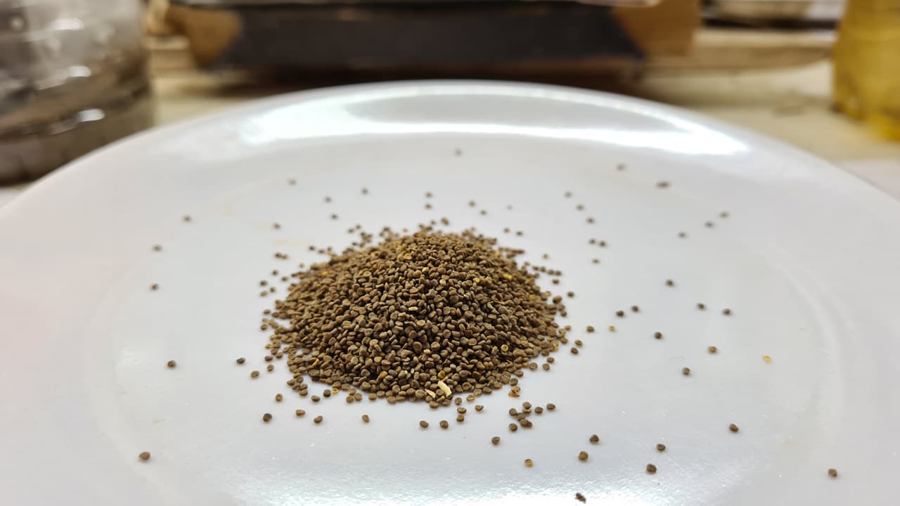 Ajwain Khurasani