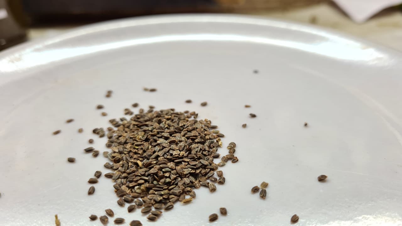 Talmakhana